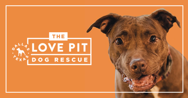 love a pit rescue